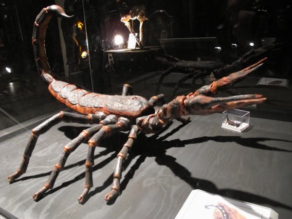 Three-foot-long scorpions